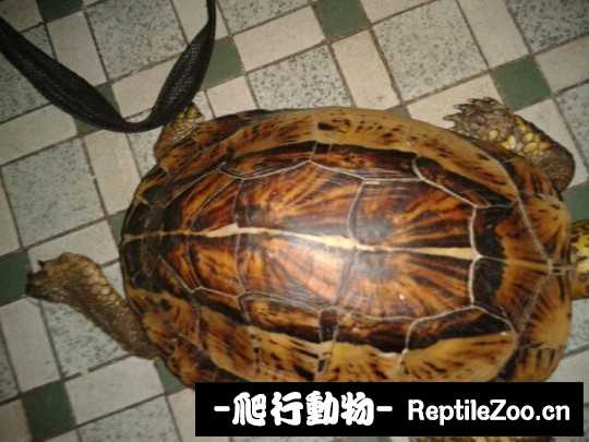 095034tf628jt7tn8818fo.jpg