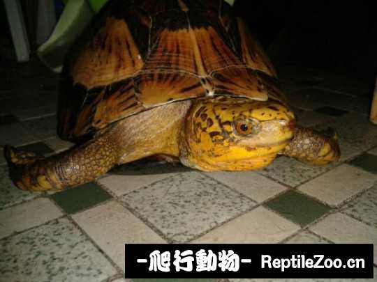 095035vyt43b34ptea3478.jpg