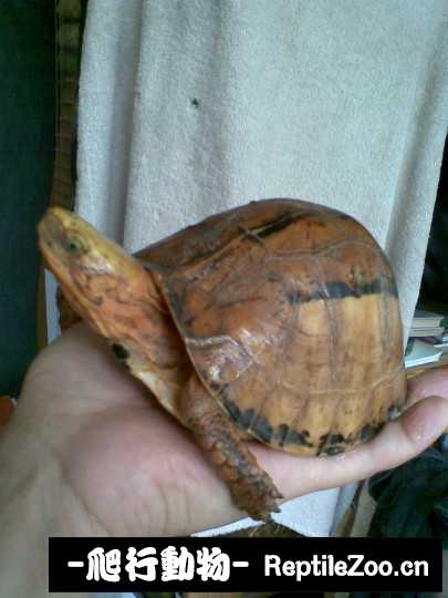 095041aodn2wxxnxy36wdy.jpg