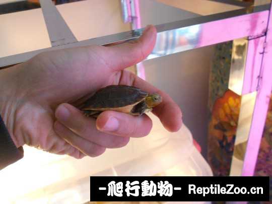 095105wiptzqcyputtdxec.jpg