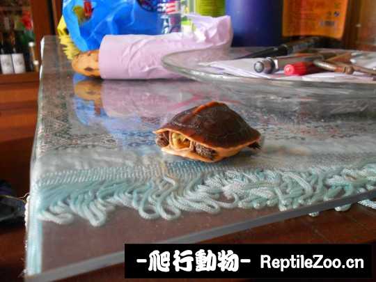 095106ieg6z5gigo35ztgq.jpg