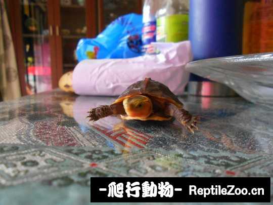 095107khszrs3oossissol.jpg