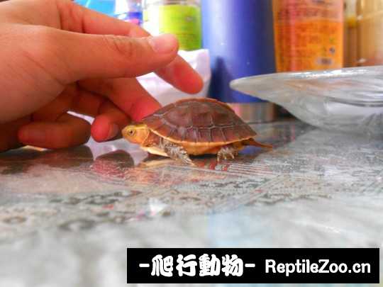 095107mzwtzi2zv83atavc.jpg