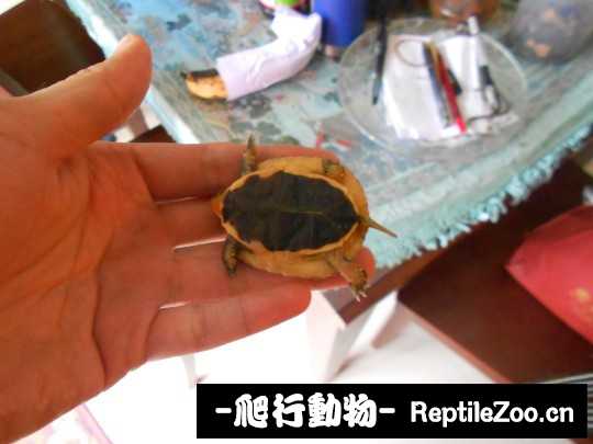 095108nccolwchcgnnwvva.jpg