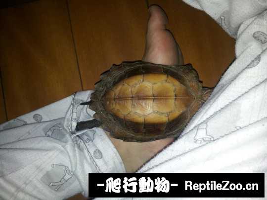 095124o3c23d1hcdpp2apz.jpg