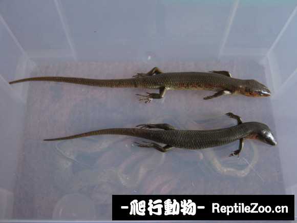 095127hapih6pi8kappziu.jpg