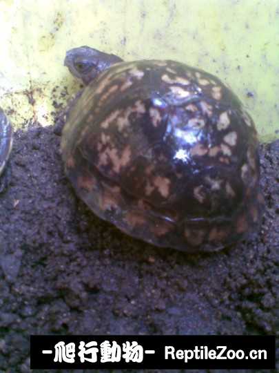 095128mllse09t9adldhdl.jpg