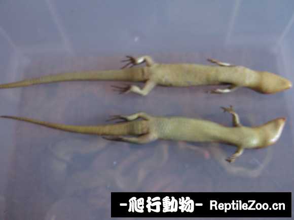 095129jnl1bv00vloxxluv.jpg