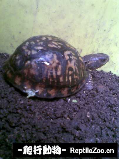 095132lckv7u70vskzzmmc.jpg