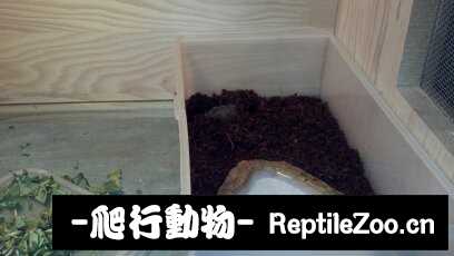 095200scpttd3qptqzi3cd.jpg
