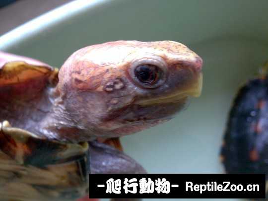 095208p050kjkdcdldkc0v.jpg
