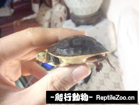 095226kqd1xzdddcfxzjvx.jpg