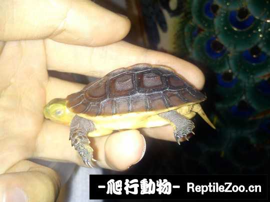 095227fdw1w1z5ygg02yud.jpg