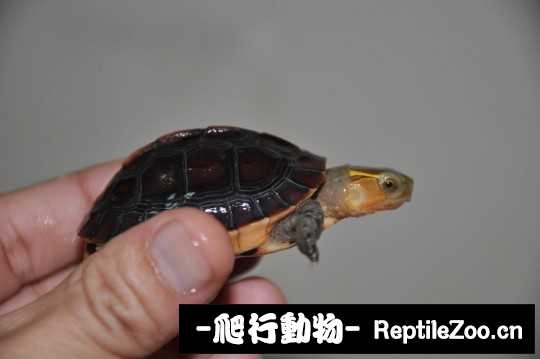 095441yu9922cil17dnanu.jpg