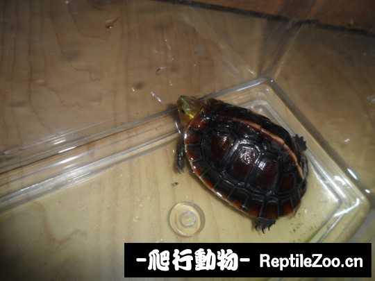 095442rje0bk03wzyjbmh0.jpg