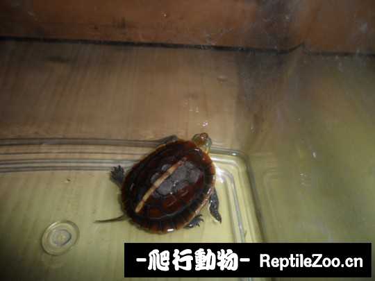095442v4evdm384zhz9ldl.jpg