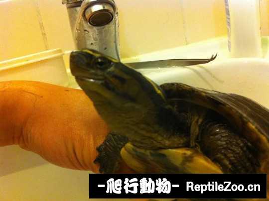 095447mee8rr5eetp9ropt.jpg