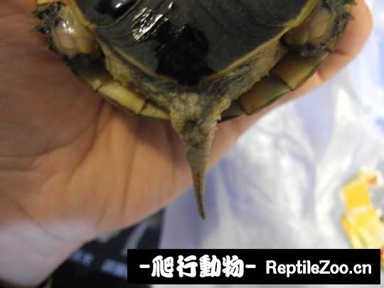 095507tjxm2hk2x61vsjsh.jpg