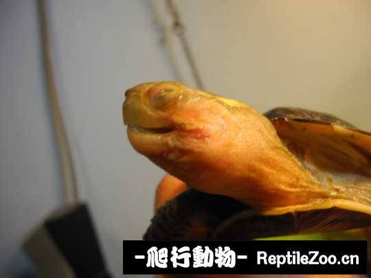 095513sprm60r1rtxpmr4p.jpg