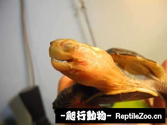 095515wllucnltpubdbn6p.jpg