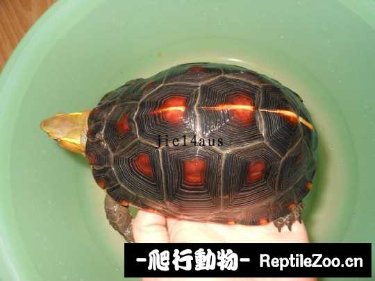 095524l3kxw8bijr8wbbxr.jpg