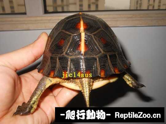 095524rh0lh0qklqd0q6lt.jpg