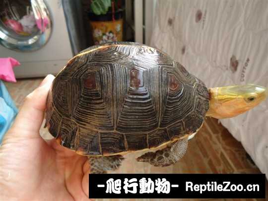 095532mp1rlthk5ext11vk.jpg
