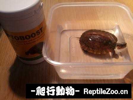 095758deptbttbrrgnbdlk.jpg