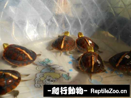 095853o0i9ozeae9vnl64g.jpg