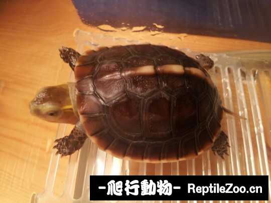 095921mmp8tpocrywbowwh.jpg