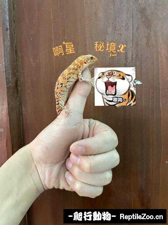 100008eee5f7ib57fe6hbq.jpg