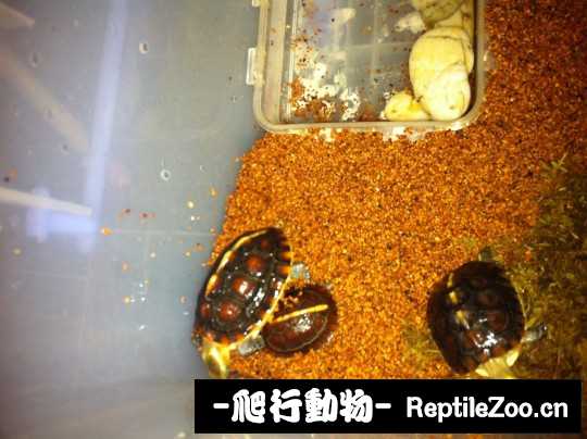 100155ny65455r6ooq05r4.jpg