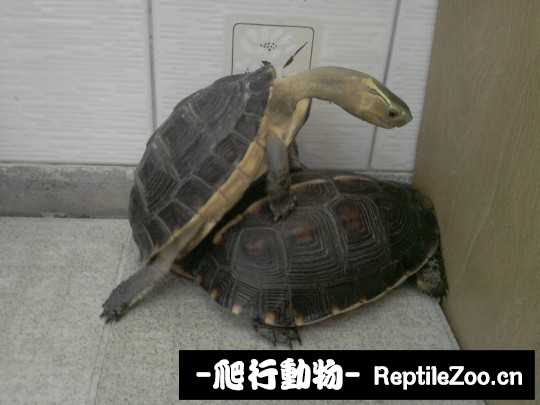 100225lpq2vlc0z5n276dp.jpg