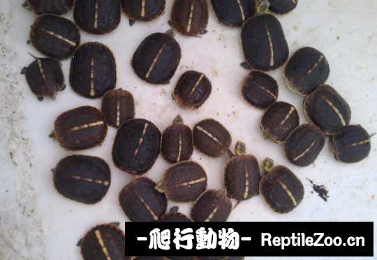 100237z4d42q22cac2srdj.jpg