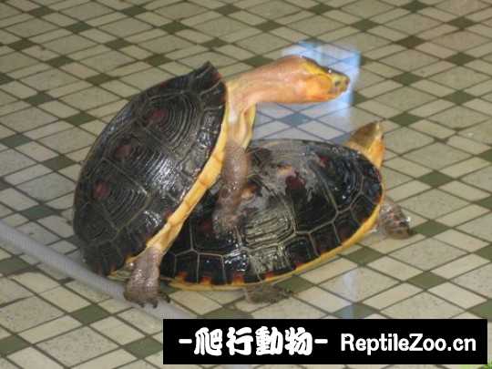 100238ezt7c3007cw3aw07.jpg