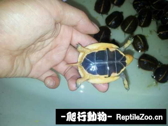 100239ktpamjys9ttkpkks.jpg
