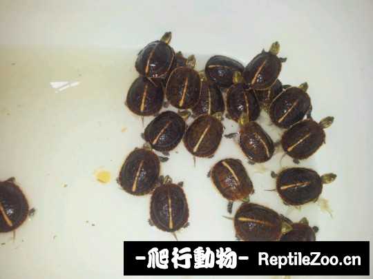 100239u462s2xgsds34scq.jpg