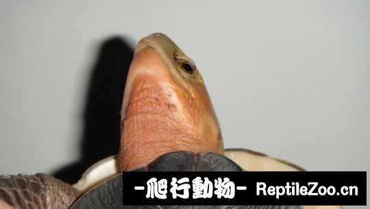 100335od2pdlhdpgw7h2ek.jpg