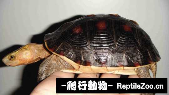 100339sfzfhnu08tr8ot8f.jpg