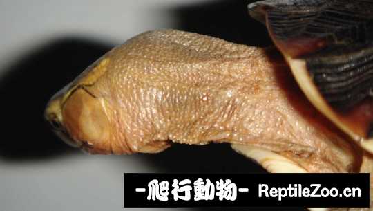 100341exktnc4y55cxgfzz.jpg