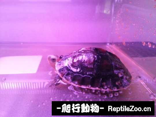 100346wnm54nm4bcwpgwxn.jpg