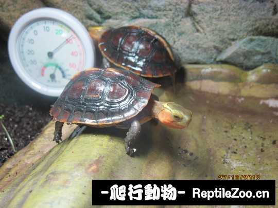 100408qccctcxzgcgll9f6.jpg