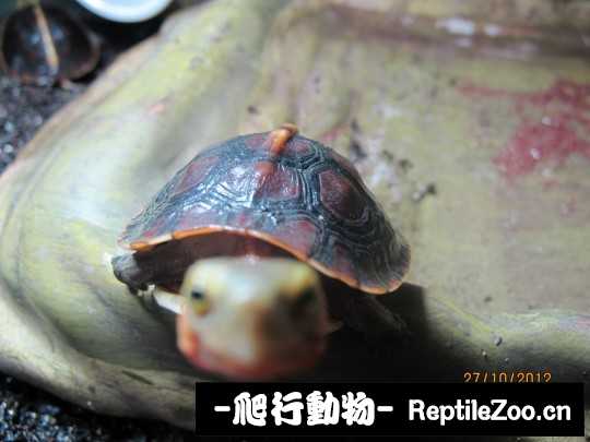 100410ukjqtkp3sc1k9stp.jpg
