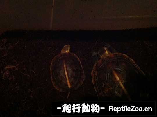 100424fqgqqz9nq873ppsn.jpg