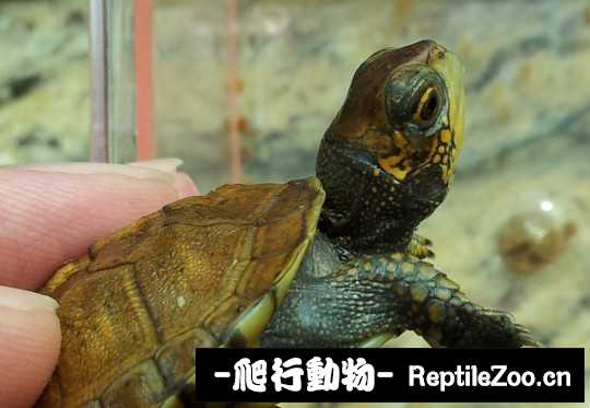 100437v3xxxqfyp844wfte.jpg