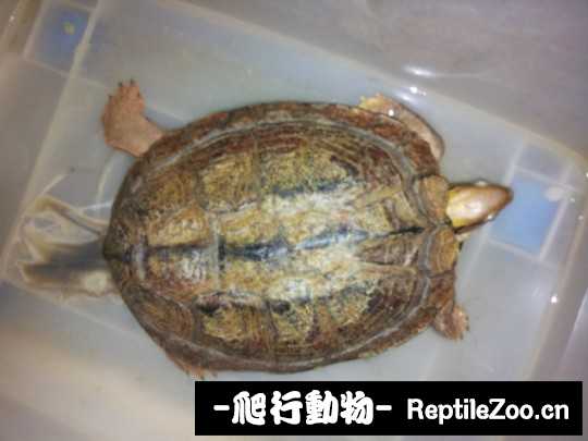100654sak7cheo8oftpk9o.jpg
