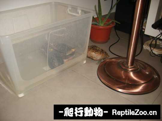 100704lz2xuxcrhu1rubll.jpg