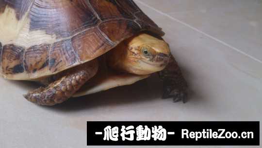 100740ambuj1jp0mm4t6sb.jpg