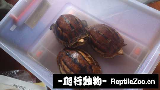 100740scb4sfyfo43lsf1q.jpg