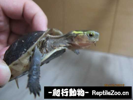 100809sremcxfzagrdcdfr.jpg